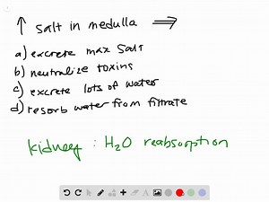 SOLVED:The proximal tubule functions to: a. reabsorb 80% of salt and water b. concentrate salts c. form the renal plasma threshhold d. reabsorb urea e. reabsorb phosphate