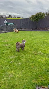 Having another exciting day! Spaces available for next year on Monday and Wednesday. | ABC Doggie Daycare