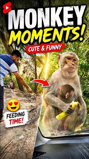 Monkey Eating banana Videos🐒Cute monkey video | Bandar Ki Video #monkey #shorts