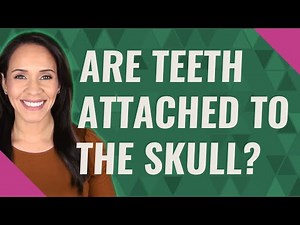 Are teeth attached to the skull?