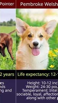 Top 20 Most Popular Dog Breeds in the World 🐶🌍 #shorts