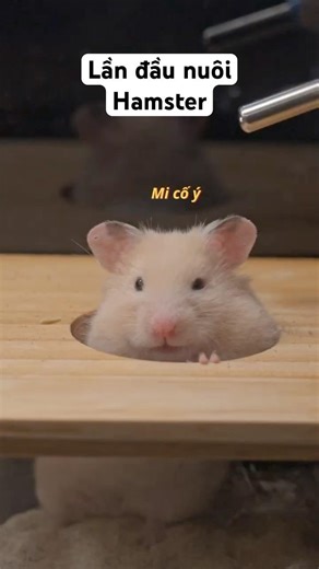 Lần đầu nuôi hamster… tui tưởng được con hiền 🙂