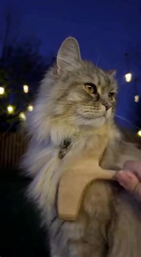 Witch’s Familiar Spa #kittyamsr #catsoftiktok #halloween #catlover