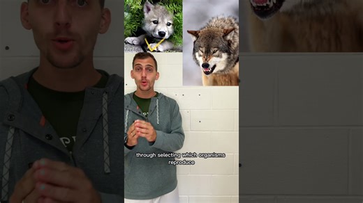 7.3 Artificial Selection