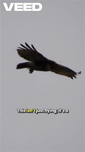 Fastest Animal on Earth — The Peregrine Falcon Dive 🦅⚡