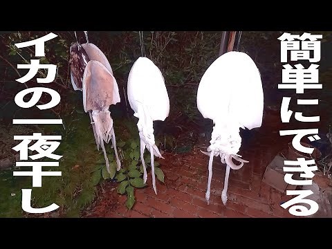 秋イカエギングやるなら覚えなきゃ損。最高に美味しいイカの一夜干しの作り方。