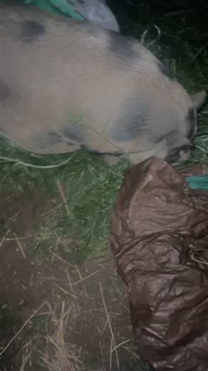 We have nesting!! Mini Mommy has not nested at all yet, u til today! And last time she INTENSELY nested 2hrs before the first piglet came. Considering she’s had milk for days I just assumed things would be different this time, we’ve had pigs that didn’t nest super intensely. But now that this is happening I guarantee we will have piglets by morning. If not I am rioting. 🤣 . . Sassafras is laboring quietly again. I’ve had many non-nesting first time moms that just lay quietly through early labor