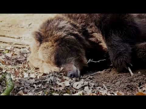 The Secret Lives of Hibernating Animals 🐻❄️ (You Won’t Believe #3!)