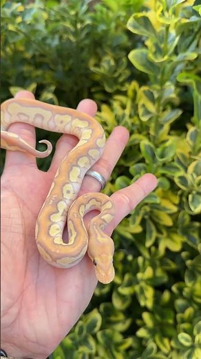 Who wants a banana ball python for the holidays?! #ballpython #reptileshorts #bananaballpython