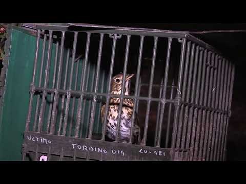 Tordi tra i faggi-Doppietta Siace F.lli Gelmini cal.410 caccia a capanno