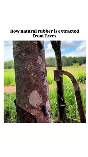 FUNNY MEMES | The video illustrates the traditional rubber tapping process on Hevea brasiliensis trees, where workers make shallow V-shaped incisions in... | Instagram