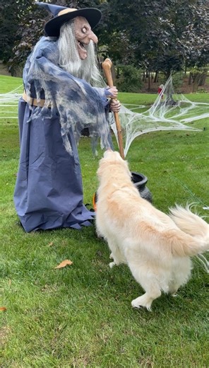 307K views · 27K reactions | Charlie loves to look at our Halloween decorations  Whenever we have a Halloween party, Charlie loves to go out and look and sniff everything. He gets so excited. My other dogs aren’t a fan of the decorations, so they stayed inside. | Charlie The Golden | Facebook