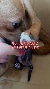 かわいい琉球犬の赤ちゃんが４匹産まれたよ#shorts # #沖縄vlog #犬の出産 #犬の赤ちゃん #動物 #出産レポ #犬動画