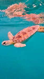 98K views · 2.4K reactions | Kai The Sea Turtle’s Release!  Kai is...