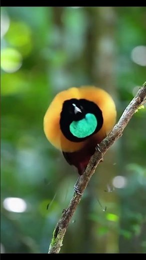 "Bird of Paradise Dance: A Mesmerizing Courtship Ritual in the Wild"