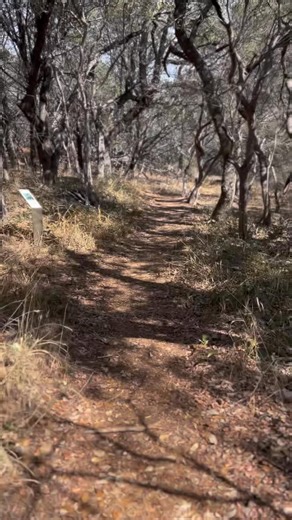 And last, but not least, because this trail hurts my knees, we finally have a Virtual Hike of Devil’s Backbone Trail! 😲 The video hits all the Interpretive signs… the highs, the lows, and the agony of the da-knees. 😜 It also shows the kind of terrain you will encounter along the way.😅 There are some really pretty views of the Devil’s Waterhole along the way.🏞️ #devilsbackbonetrail #killerknees #takesomeglucosaminefirst #andtylenolafter #inkslakesp #inkslakestatepark #texasstateparks #dailyhi