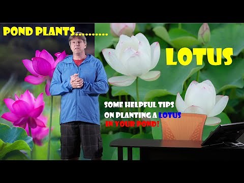 Pond Plants: Lotus (A Real Show Piece In Your Pond)