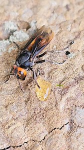 1.5K views | Becoming Friends with a Wasp | Pets Swag | Facebook