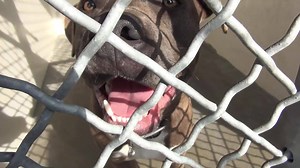 3.9K views · 193 reactions | ADOPTED - moved to SAFE Album on 05/06...