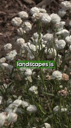 Peter Cottontail Yarrow: A Drought-Tough Perennial You'll Love