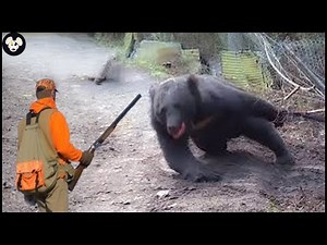 How Do Japanese Farmers Trap Millions Of Giant Bears | Wild Boar Hunting