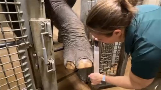 The Asian elephant family at the Saint Louis Zoo participates in their own health care through a variety of behaviors they have learned through operant conditioning training. The elephant care team performs a daily wellness check on each elephant where they present their feet at a keeper-accessible level. This inspection includes a thorough observation of the nails, cuticles and foot pads of every foot on every elephant to monitor and prevent the occurrence of serious foot issues. As needed, pad