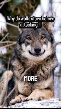 The Real Reason Wolves Stare at Their Prey