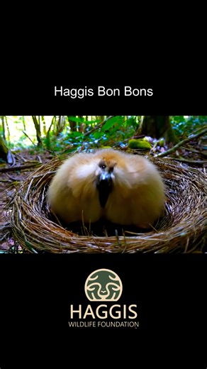 Easy & Tasty Haggis Bon Bons [](https://scottishscran.com/haggis-bon-bons-recipe/) Easy & Tasty Haggis Bon Bons | Haggis Wildlife Foundation