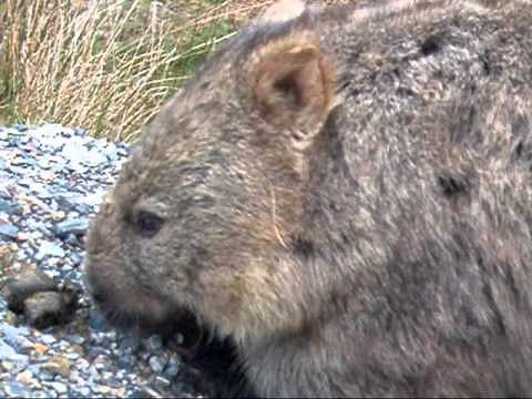 Episode Two - Common Wombat