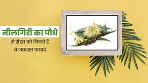 सेहत के लिए बेहद फायदेमंद होता है नीलगिरी का पौधा, जानें किस समस्या में कैसे करें इसका इस्तेमाल