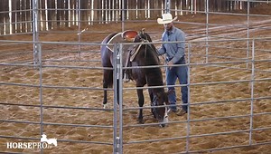 Training tip from a Dusty Whitford on the importance of keeping a horse’s feet connected to your hands. Watch full length Groundwork episodes on www.horsepro.tv Please help us grow our community by sharing | HORSEpro.tv
