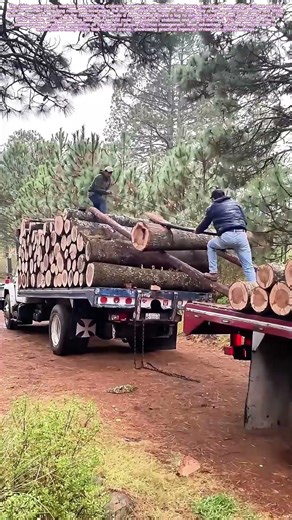 Rolling the Logs: How Rope and Leverage Master a Timber Transfer