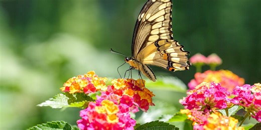 We Discovered 12 Plants That Can Survive Even the HOTTEST Heat Wave