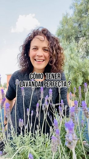 La lavanda es una planta muy popular y llamativa, conocida por su hermoso color y su agradable aroma. Aquí tienes algunos cuidados básicos y rápidos que puedes seguir para mantener tu lavanda saludable y atractiva: Ubicación adecuada: La lavanda necesita al menos 6 horas de luz solar directa al día. Colócala en un lugar soleado y bien ventilado, preferiblemente en el exterior. Riego moderado: Aunque la lavanda es una planta resistente y tolerante a la sequía, aún necesita agua para crecer adecua