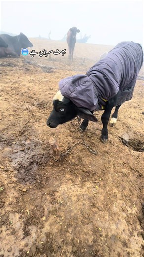 Exploring the Beauty of Beddian, District Kasur