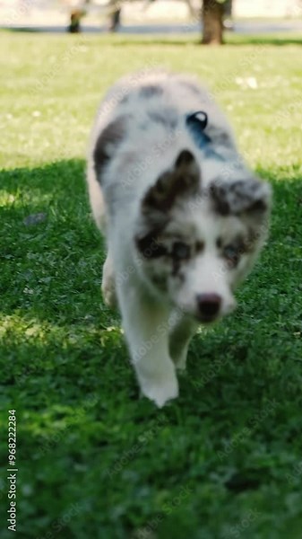 A small puppy border collie red Merle with blue eyes sits in a green clearing in a summer park and then runs merrily forward. Pet outdoor concept. Vertical 4k slow motion footage