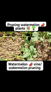Pruning watermelon plants/watermelon vine/watermelon pruning | Home Gardening UK