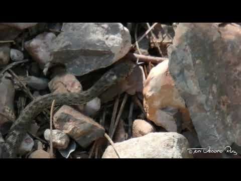 Culebra Bastarda (Malpolon monspessulanus) 1
