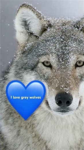 I ❤️ grey wolves #animals #wloves