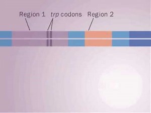 operon Trp