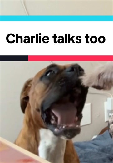 #talkingdog #dogmom #schnoodle #boxer #dog