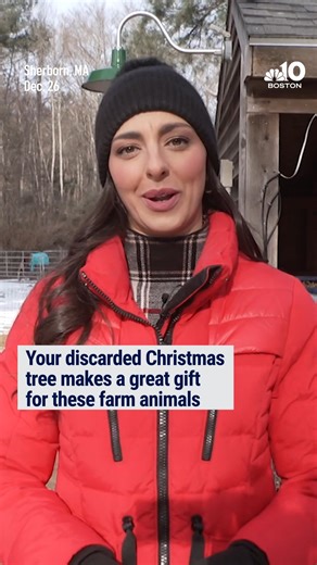 For the animals at Unity Farm Sanctuary, the real Christmas feast comes after the holiday. The seasonal special is, of course, Christmas trees. | NBC10 Boston