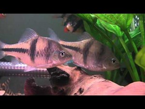 T-Barb/Spanner Barb - Tropical Fish Profile