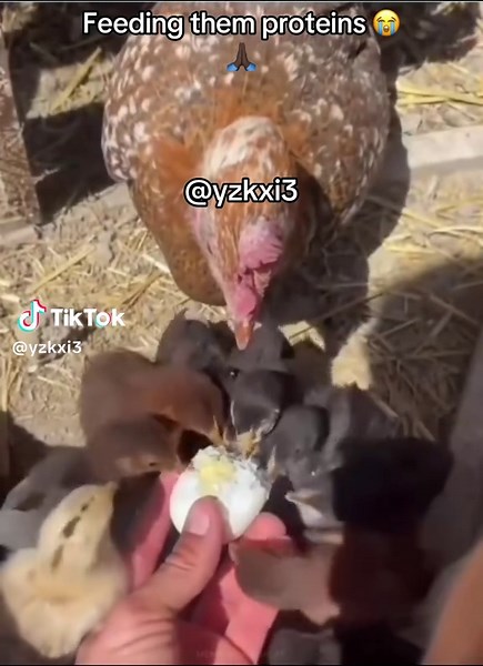 Add my snap in bio #yzkxi3 #fy #meme