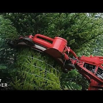 How Christmas Trees Are Harvested | Art Insider