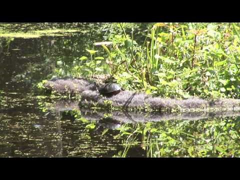 How to Make a Floating Island