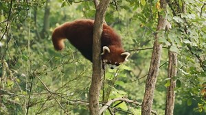 The Red Panda: Close-Up Footage of This Endangered Species