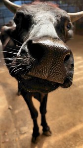 61K views · 2.4K reactions | Sound on  Meet Nitin, a curious cow who was rescued from a dairy farm. He would have been sold to a slaughterhouse but instead, he now lives at the Ahimsa Farm Animal Sanctuary where he is loved and cared for.  | Generation Vegan | Facebook