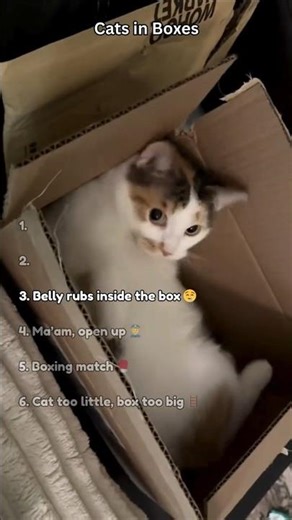 Funniest Cats in Boxes - Ranked #cats #funny