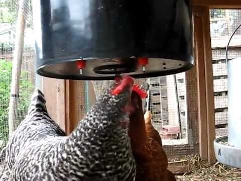 Chickens Drinking from Nipple Waterer -- TheGardenCoop.com